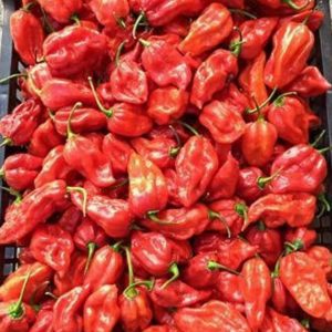 Bhut Jolokia/ Naga Chilli
