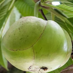 Elephant Apple (1 Piece)